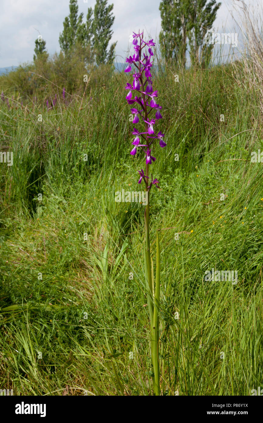 Bloeiende Moerasorchis Griekenland, Flowering Bog orchid Greece Stock Photo
