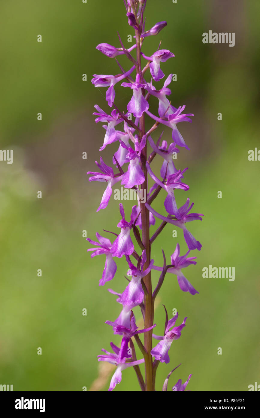 Closeup van de bloemen van een Moerasorchis Griekenland, Close-up of Bog orchid flowers Greece Stock Photo