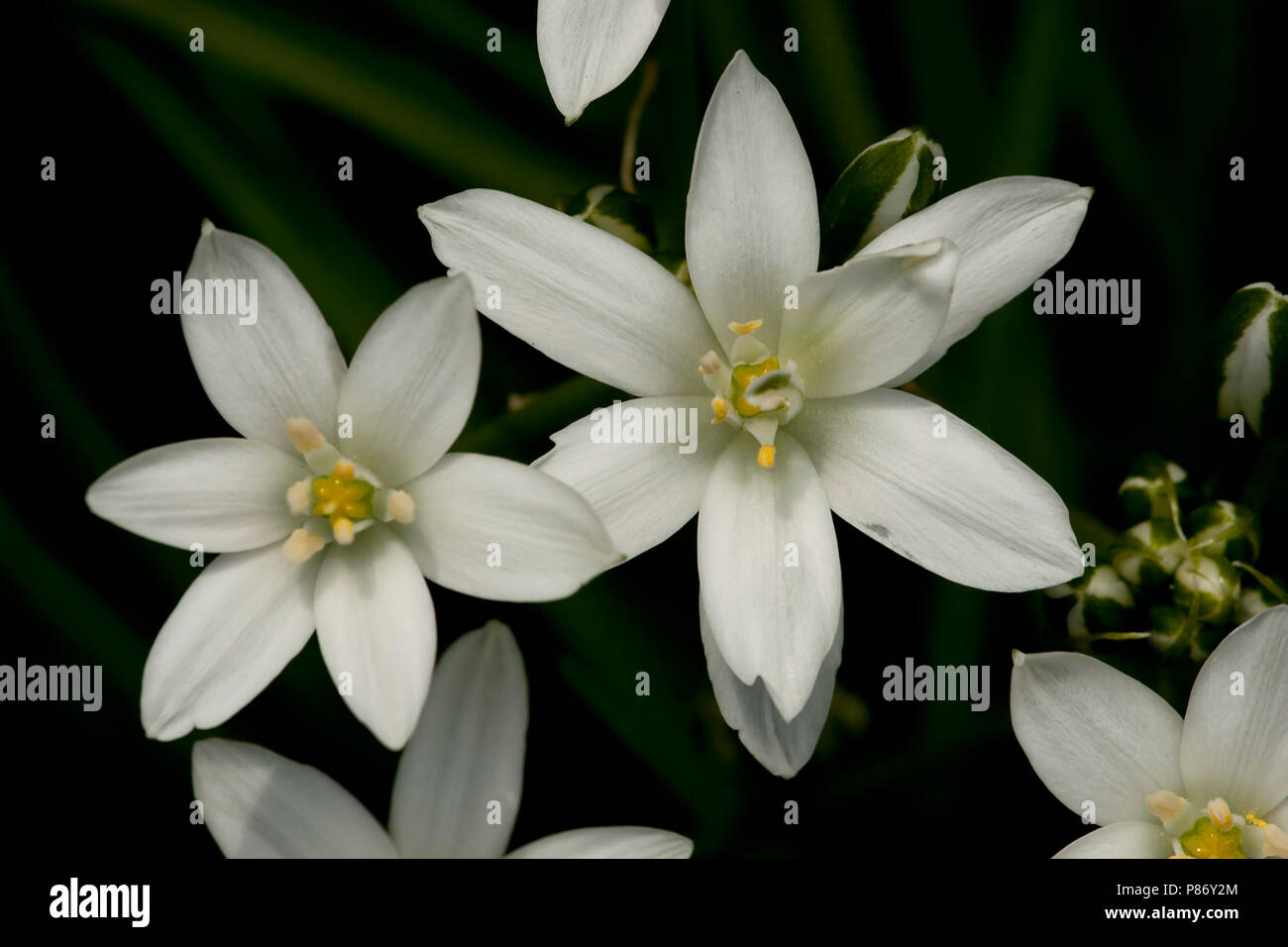 Close-up van bloeiende Gewone vogelmelk, Close up of flowering Star of Bethlehem Stock Photo