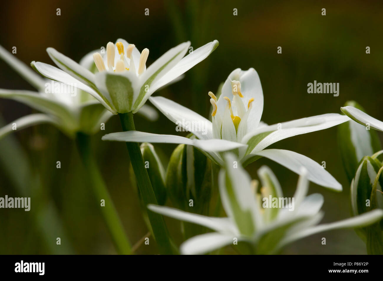 Close-up van bloeiende Gewone vogelmelk, Close up of flowering Star of Bethlehem Stock Photo