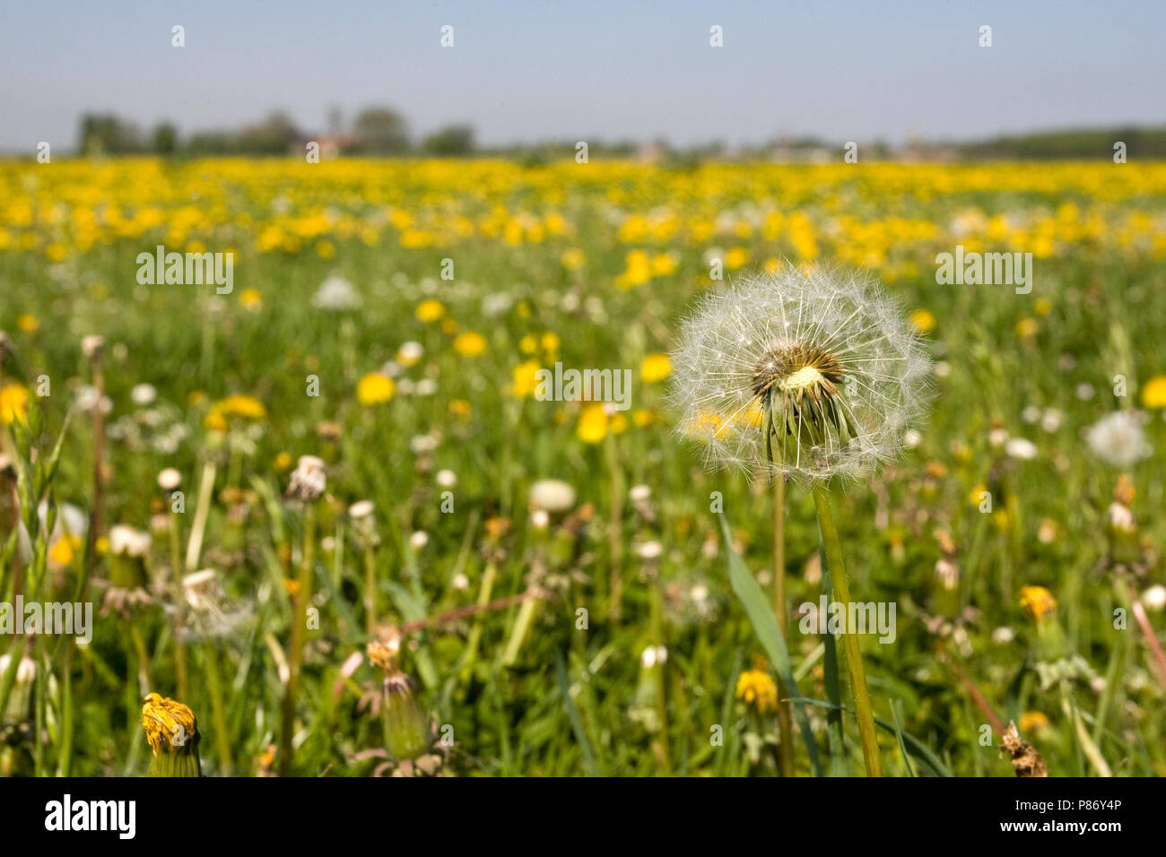 Lauwersmeer in de zomer, Lauwersmeer in summer Stock Photo