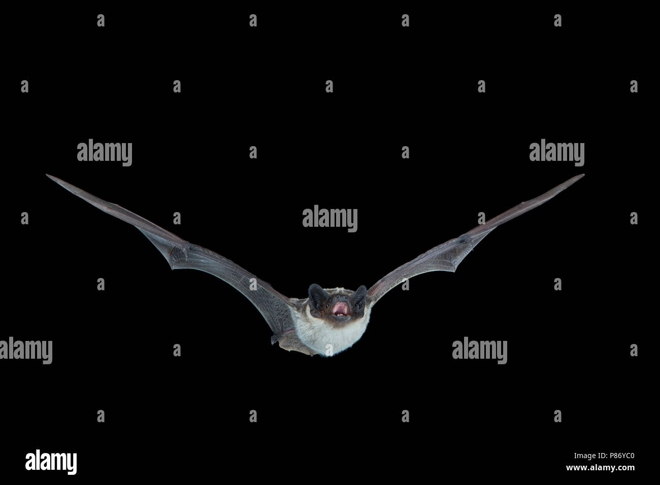 Tweekleurige Vleermuis, Parti-coloured Bat, Vespertilio murinus Stock Photo