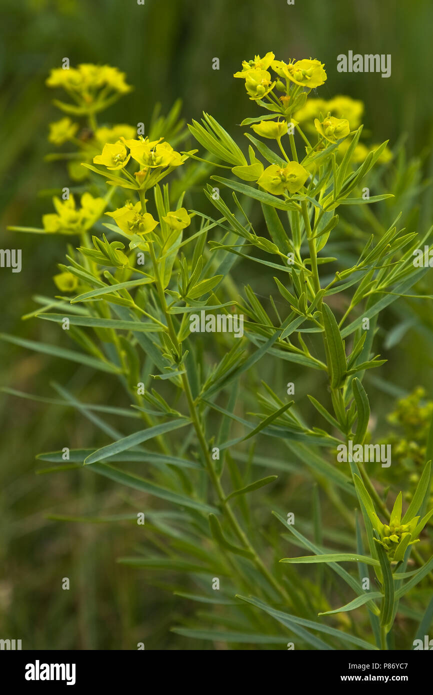 Leafy Spurge High Resolution Stock Photography And Images Alamy