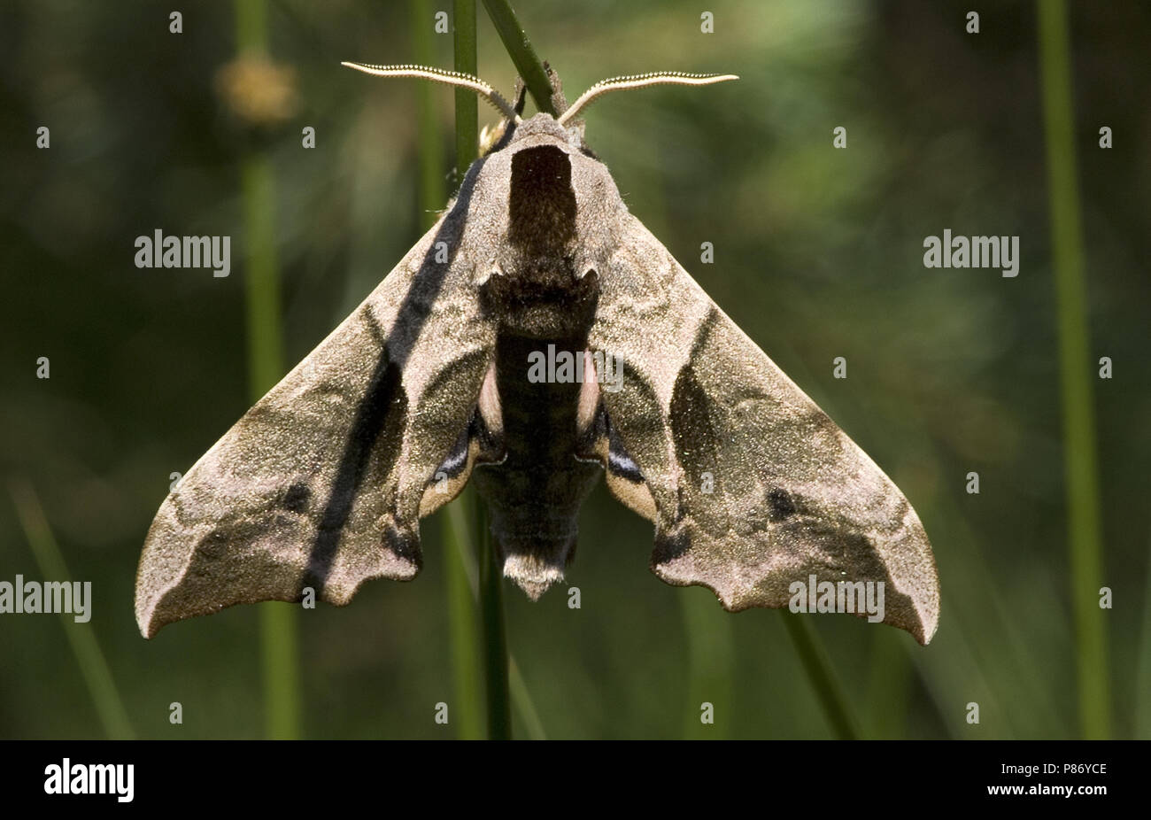 Eyed Hawk-moth Netherlands, Pauwoogpijlstaart Nederland Stock Photo