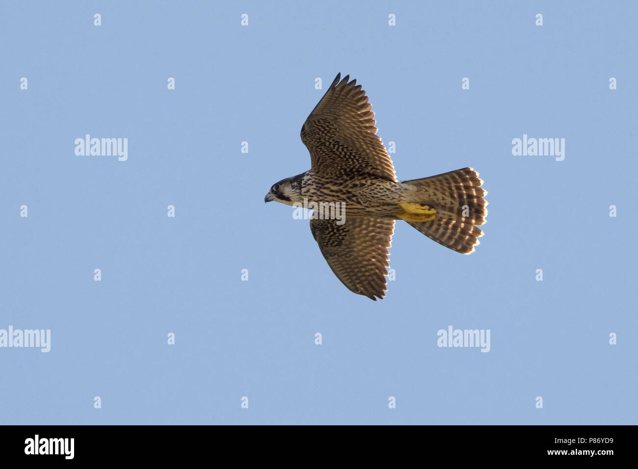 29 08 08 Stock Photos 29 08 08 Stock Images Alamy