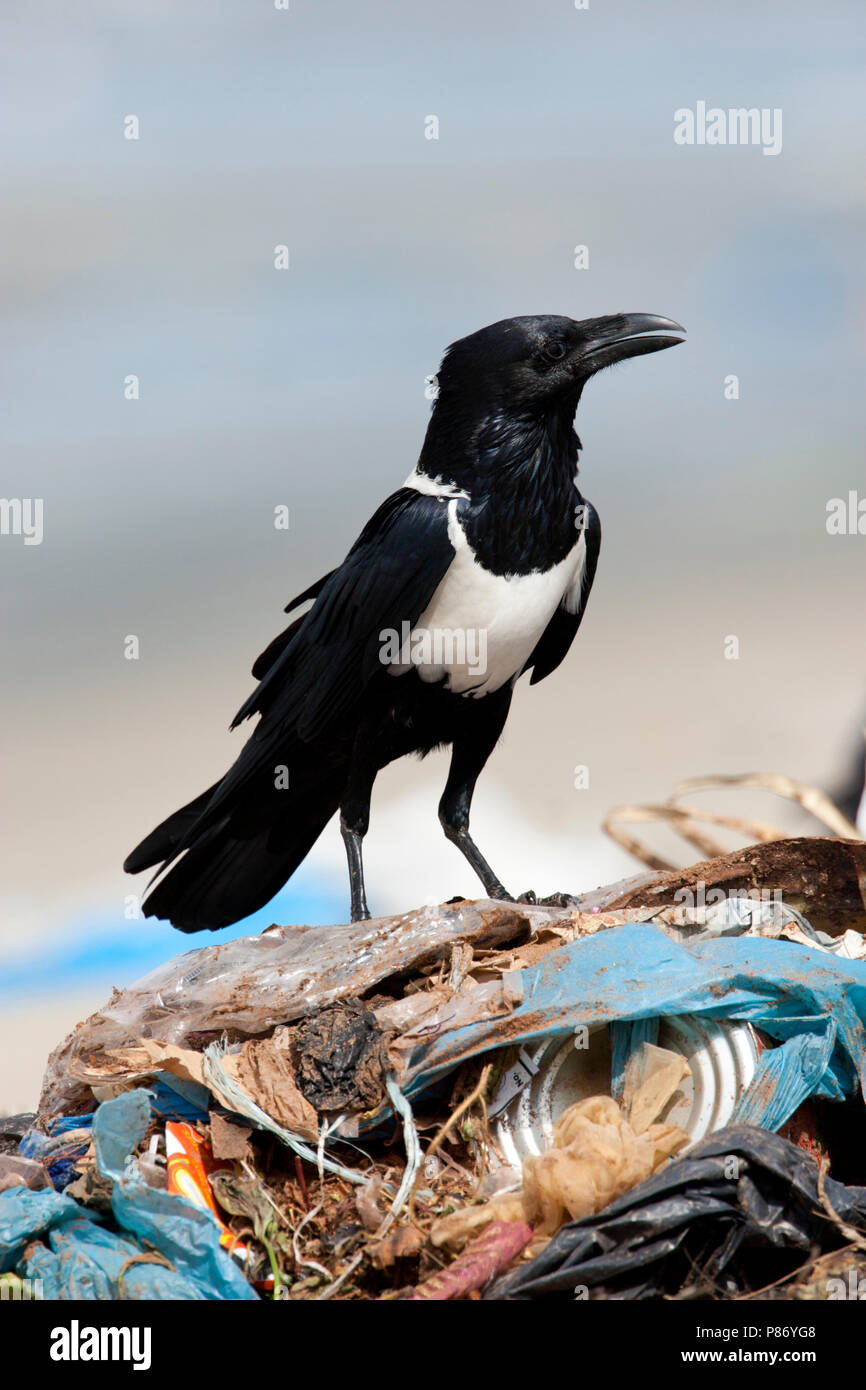 Pied Crow in the Gambia Stock Photo