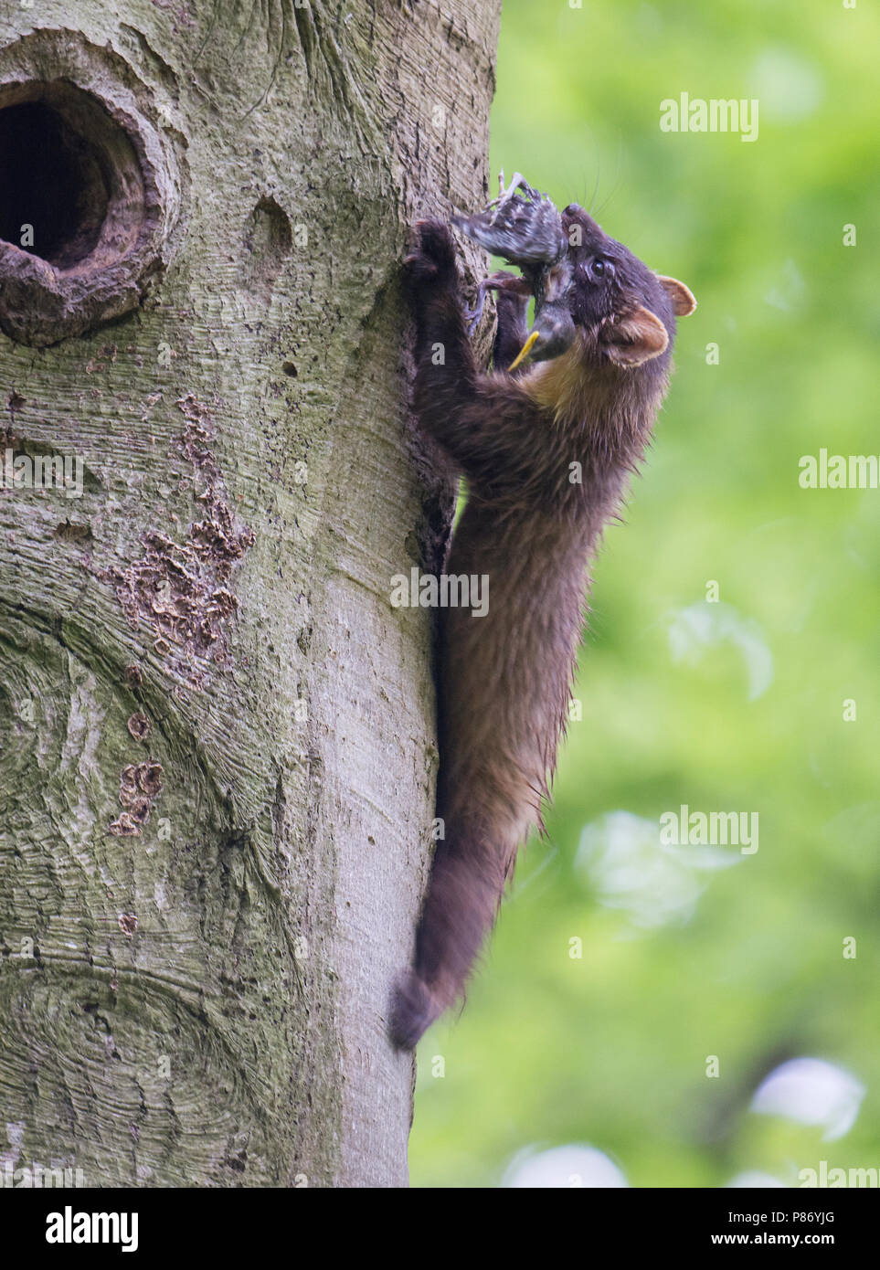 Boommarter High Resolution Stock Photography And Images Alamy