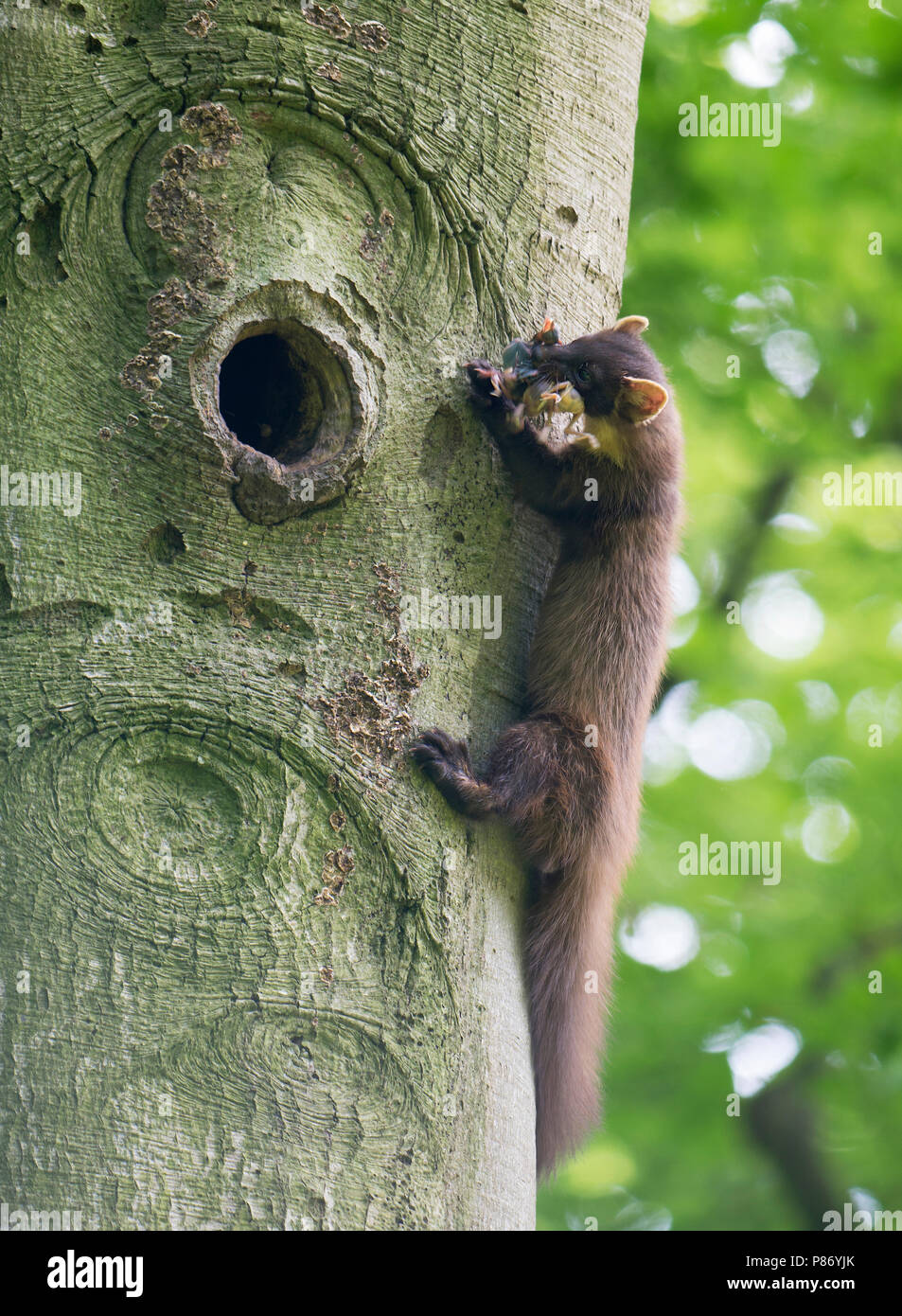 Boommarter High Resolution Stock Photography And Images Alamy