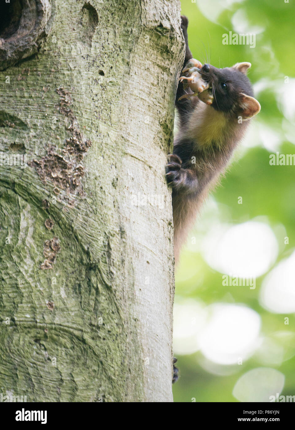 Marten With Prey Hi res Stock Photography And Images Alamy