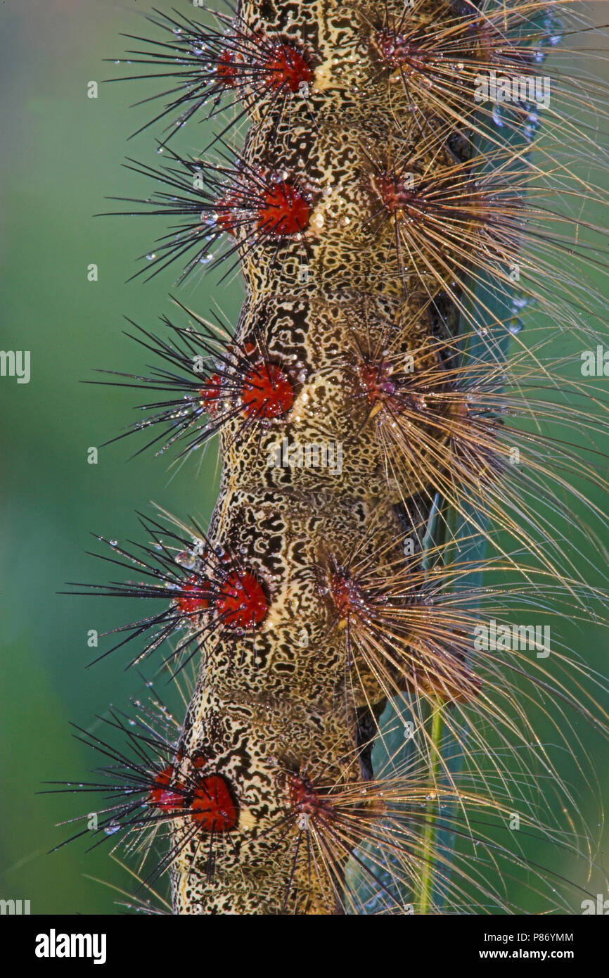 Plakker hi-res stock photography and images - Alamy