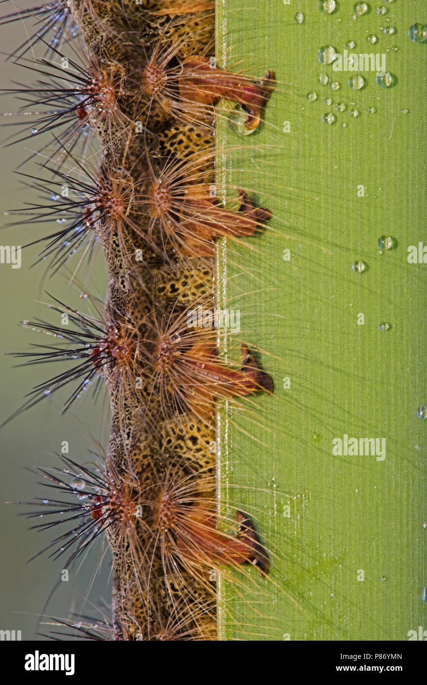 Rups van Plakker, Caterpillar of Gypsy moth Stock Photo - Alamy