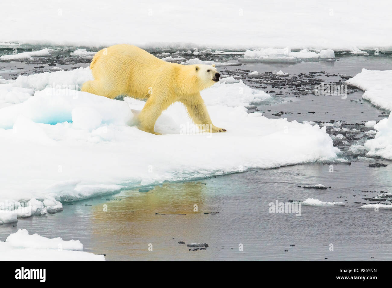 Polar Bear (Ursus marinus)  Haussgarden, Greenland Sea. Yauming, this Bear wandering along our ship. Stock Photo