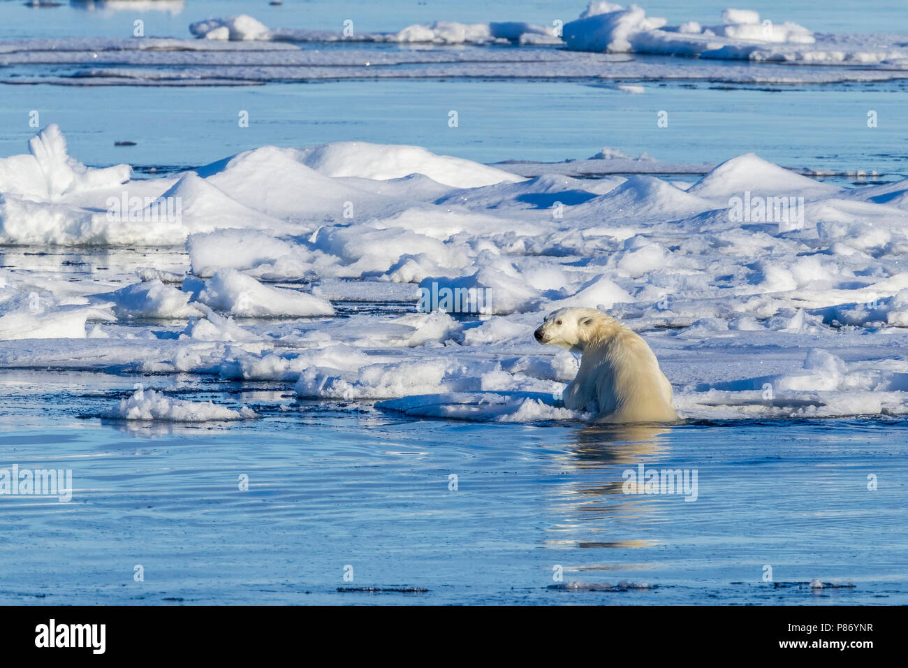 Polar Bear (Ursus marinus). Haussgarden, Greenland Sea. No Country for old Bear. German Polar research expedition ship named Polarstern. Big breath fr Stock Photo