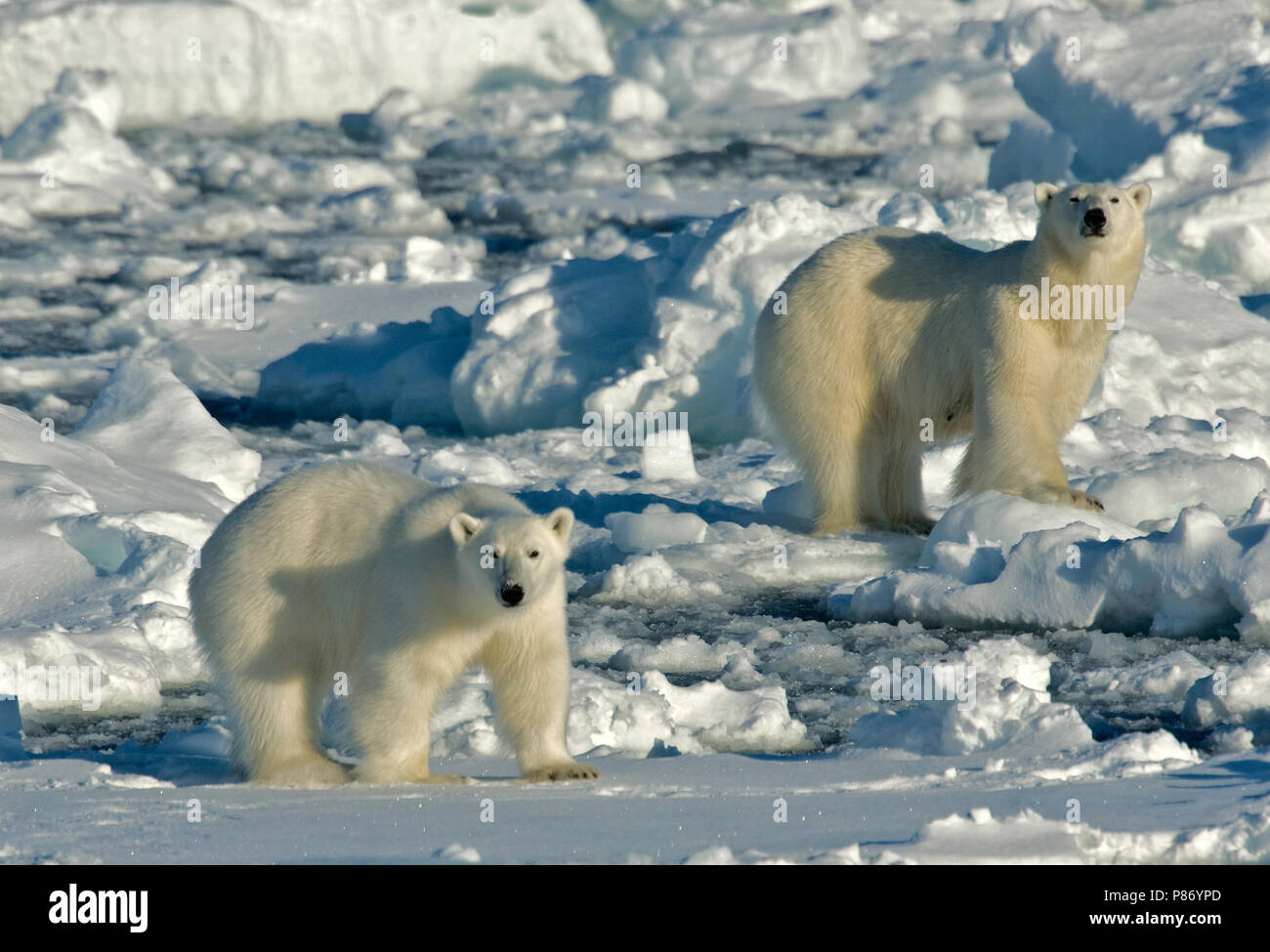 Polar Bear; IJsbeer Stock Photo