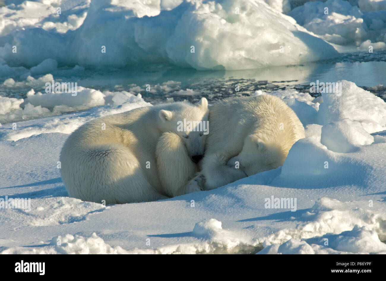 Polar Bear; IJsbeer Stock Photo