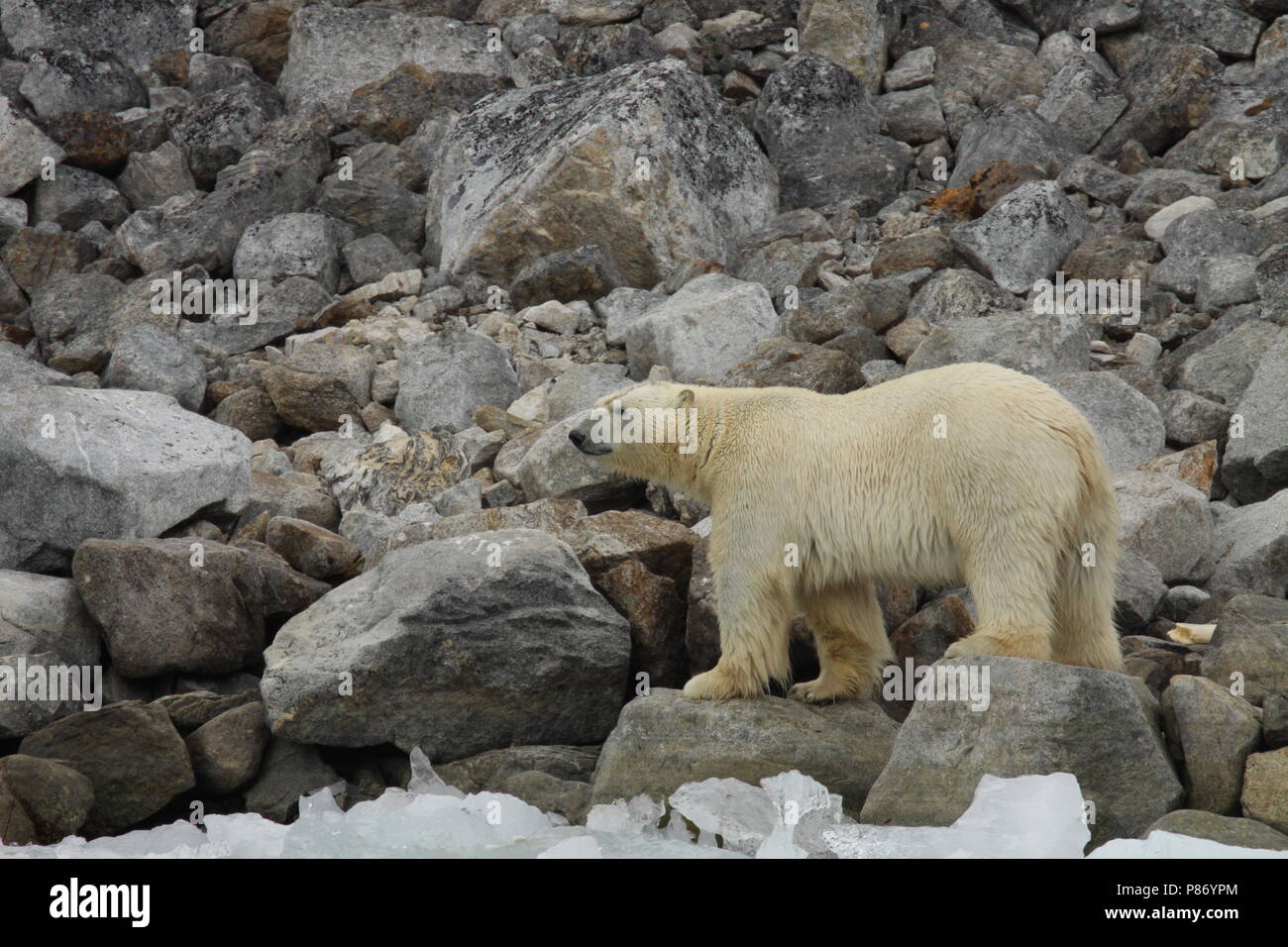 IJsbeer lopend op rotsen; Polar Bear walking on rocks Stock Photo