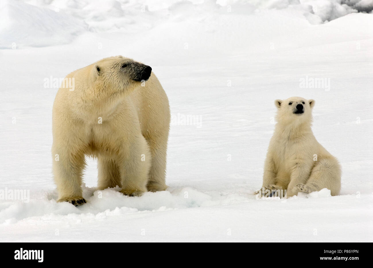 IJsbeer met jong, Polar Bear with young Stock Photo