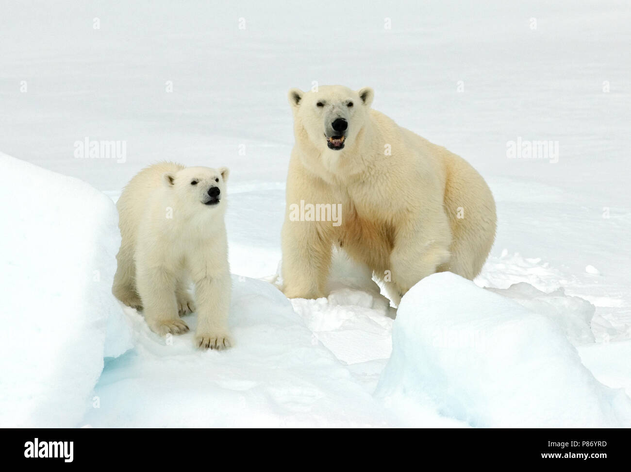 IJsbeer met jong; Polar Bear with young Stock Photo - Alamy