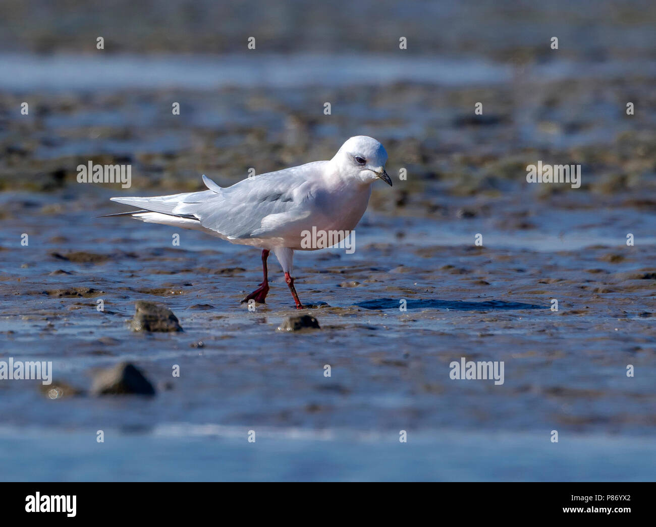 Adult Ross's Gull sitting on mud in Numansdorp, Zuid-Holland, Nederland. April 2011. Stock Photo
