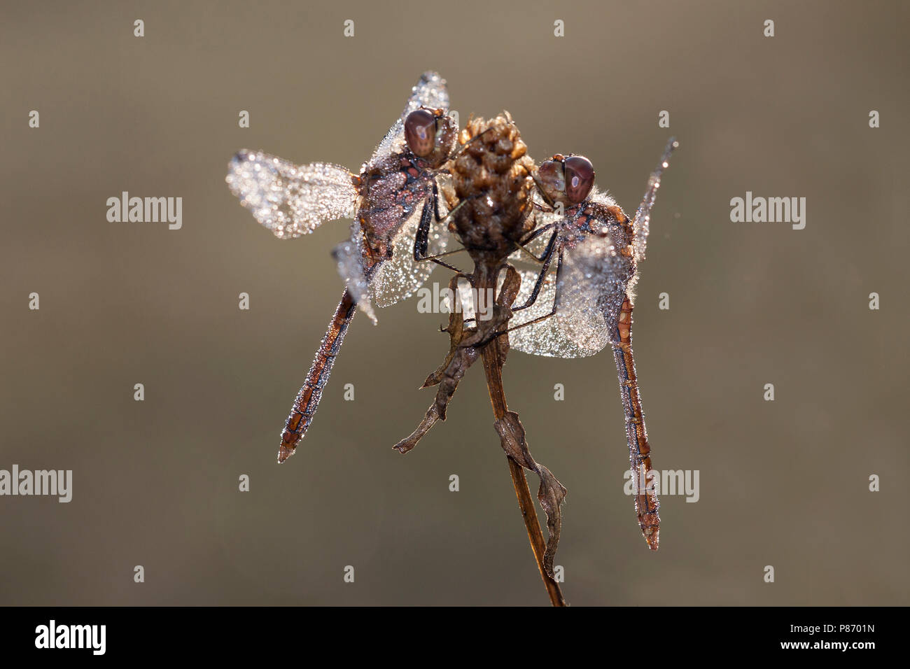 Bloedrode Heidelibel, Ruddy Darter, Sympetrum sanguineum Stock Photo