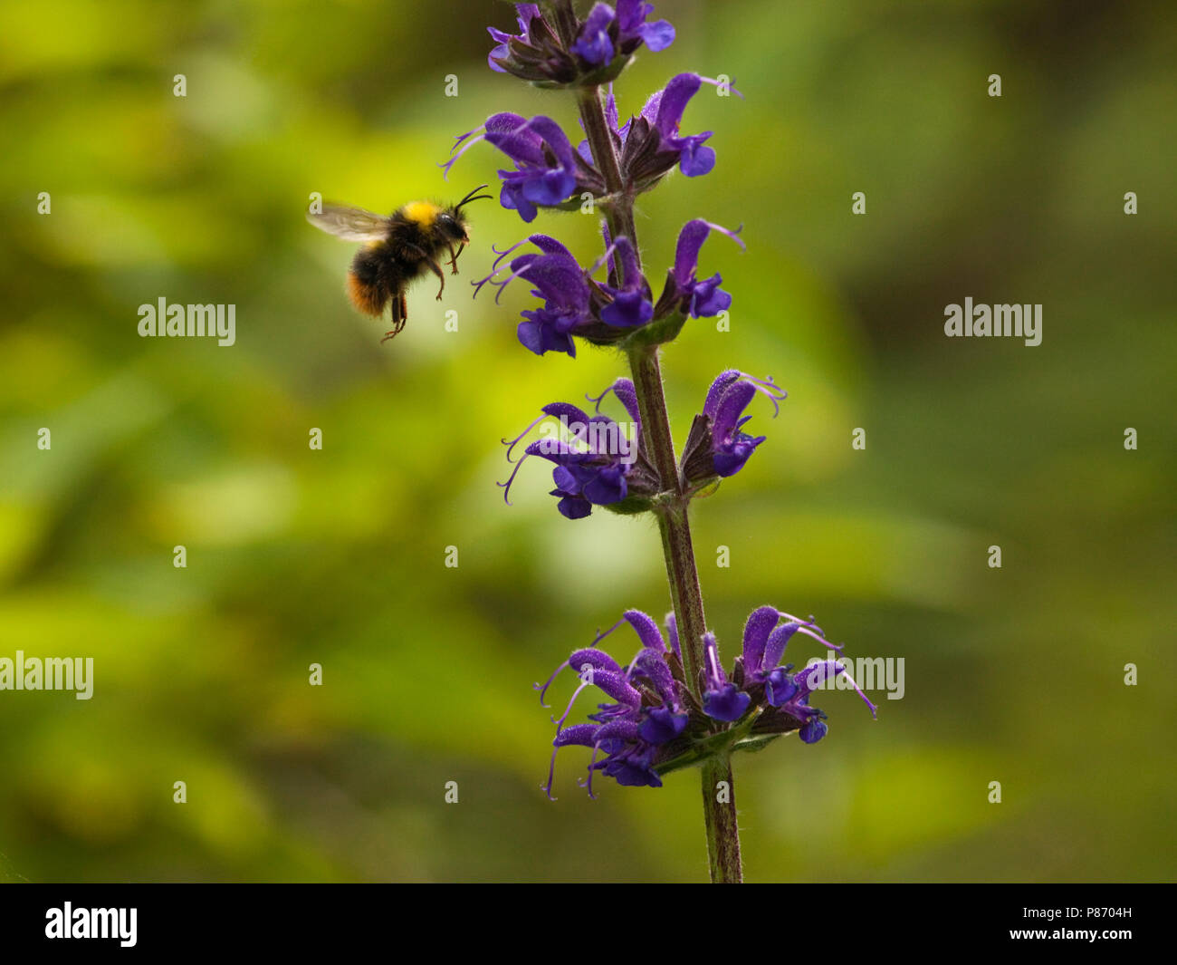 Bloeiende Salie met hommel, flowering Sage with bumblebee Stock Photo ...