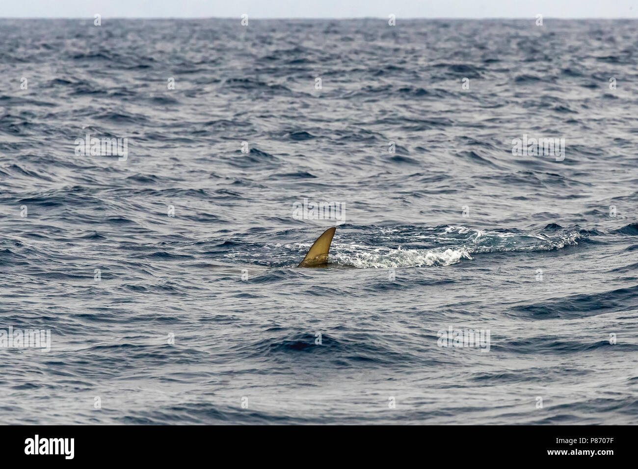 Scalloped Hammerhead Shark fishing our bait near Sao Nicolau, Cape