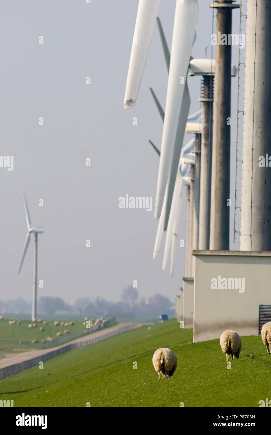 Schapen grazer op een dijk; Sheep grazing on a dike Stock Photo