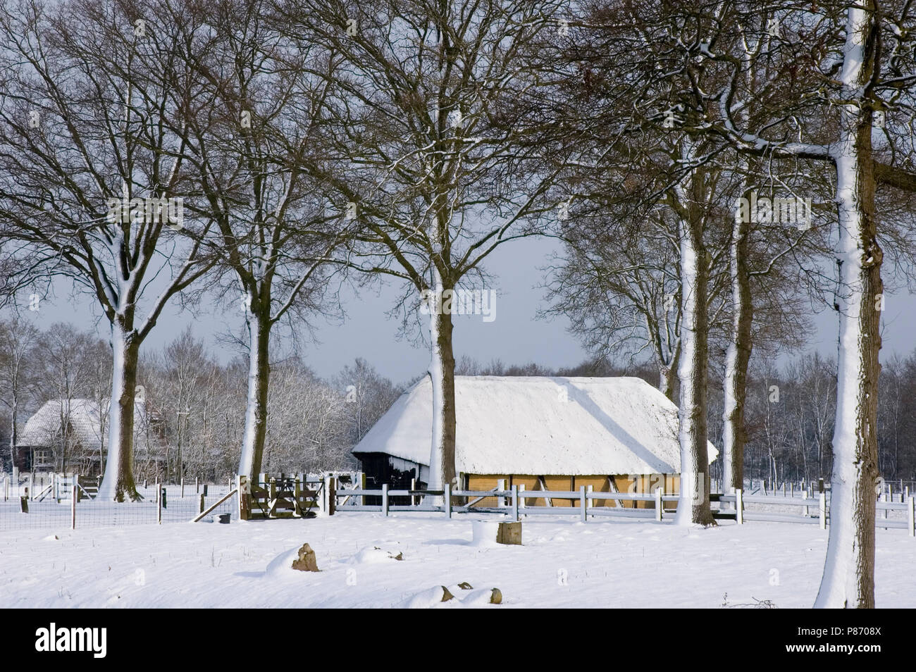 Schaapskooi in de winter; Sheep barn in winter Stock Photo