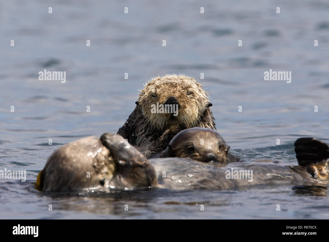 Drie Zeeotters drijvend Californie USA, Three Sea Otters floating California USA Stock Photo