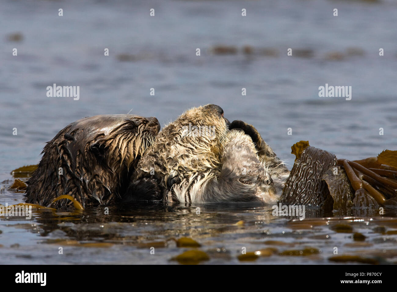Twee Zeeotters in kelp gedraaid Californie USA, Two Sea Otters wrapped in kelp California USA Stock Photo