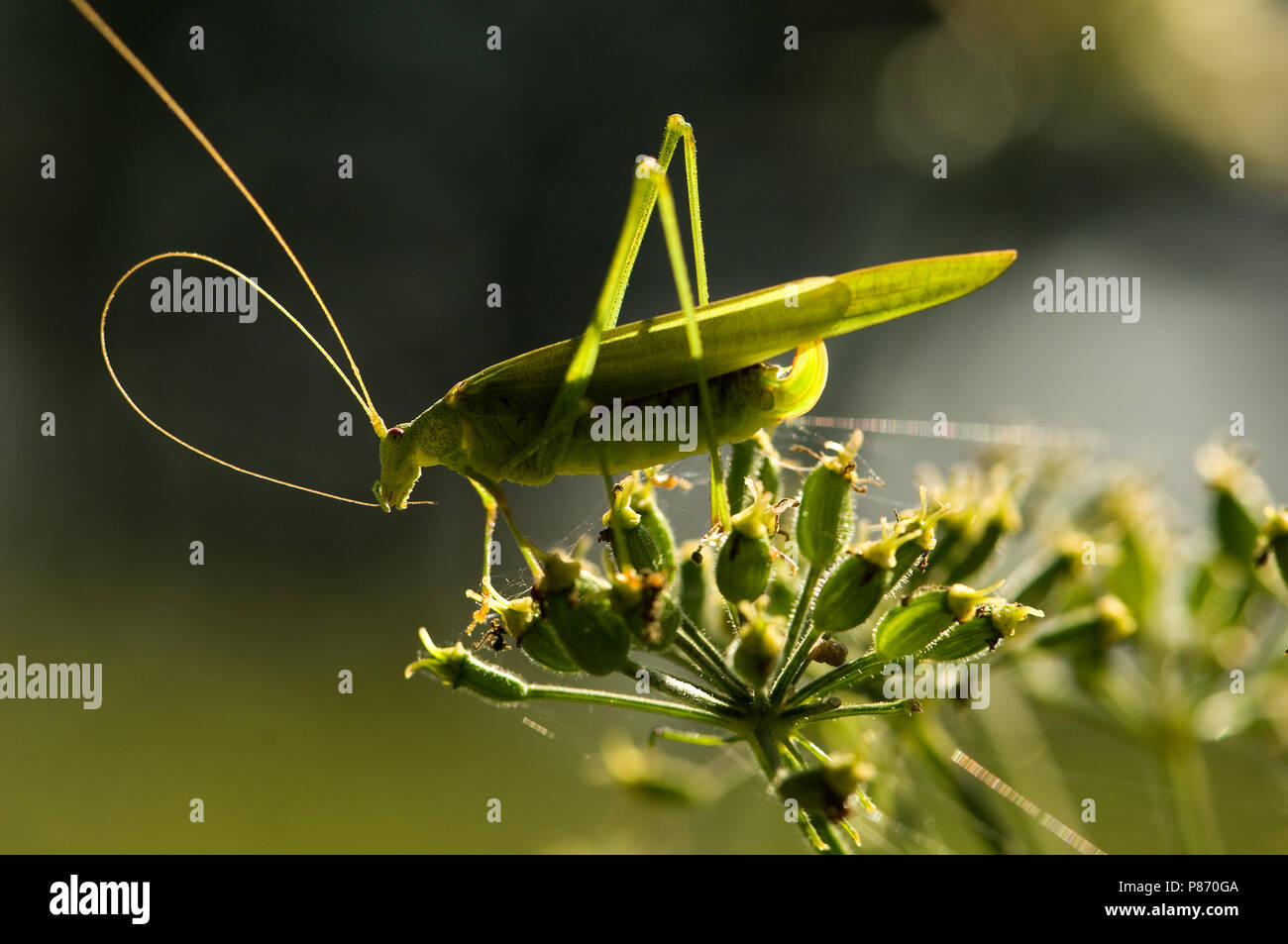 Sickle-bearing Bush-cricket on flower Netherlands, Sikkelsprinkhaan op bloem Nederland Stock Photo
