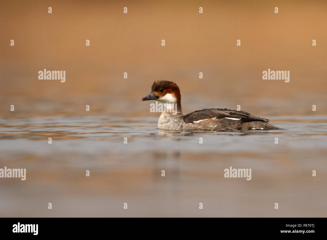 nonnetje laagstandpunt vrouw; smew low point of view female; Stock Photo