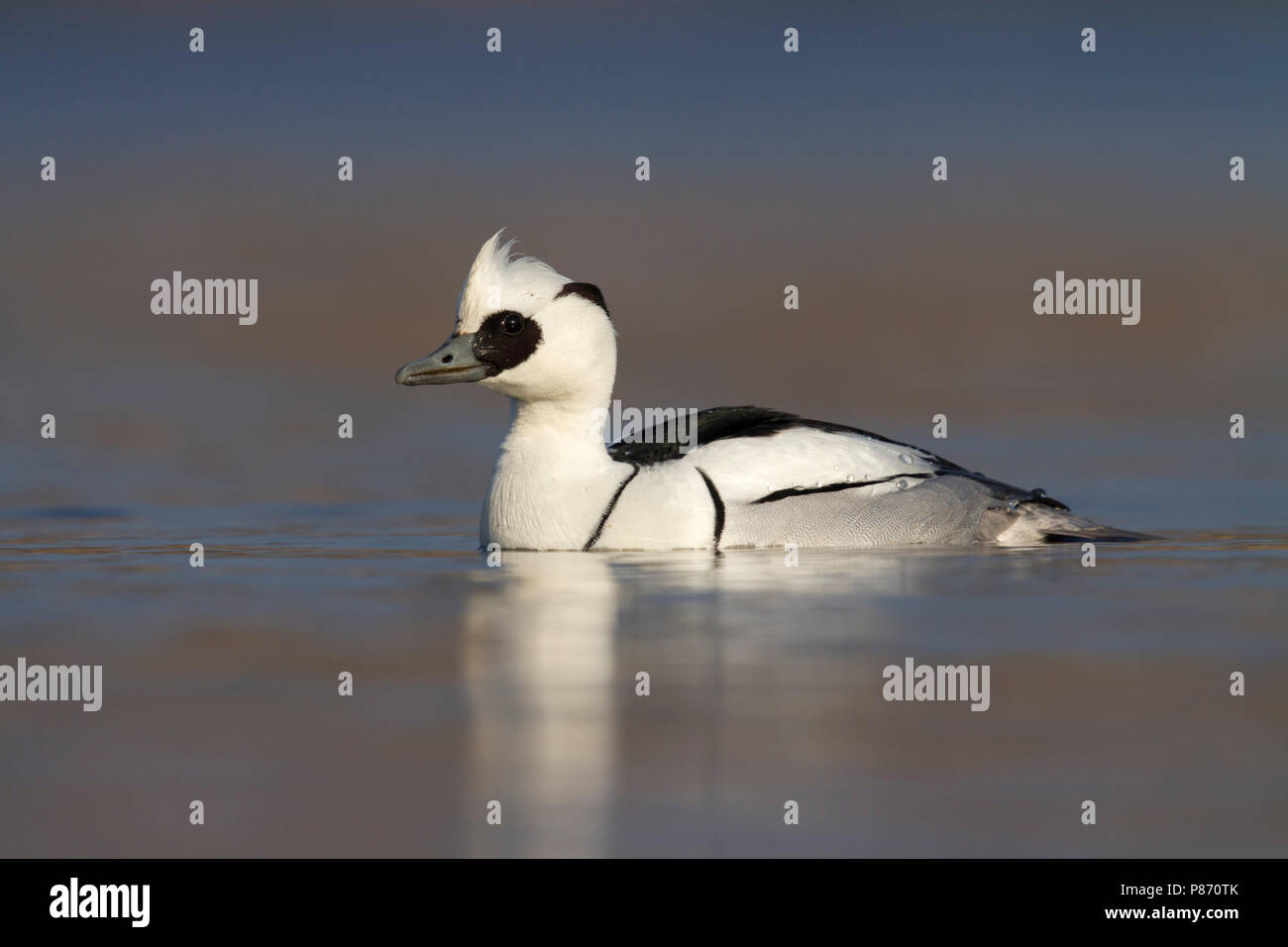 Nonnetje laagstandpunt; Smew male low point of view; Stock Photo