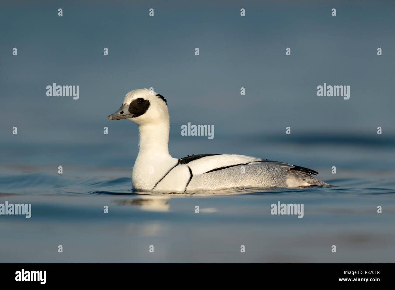 Nonnetje laagstandpunt; Smew male low point of view Stock Photo