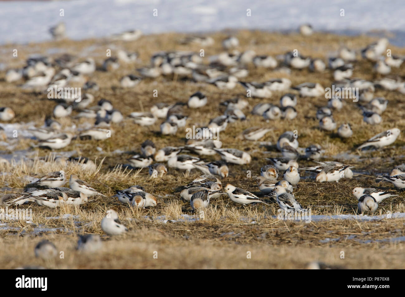 Large group on a meadow; Grote groep op weiland Stock Photo