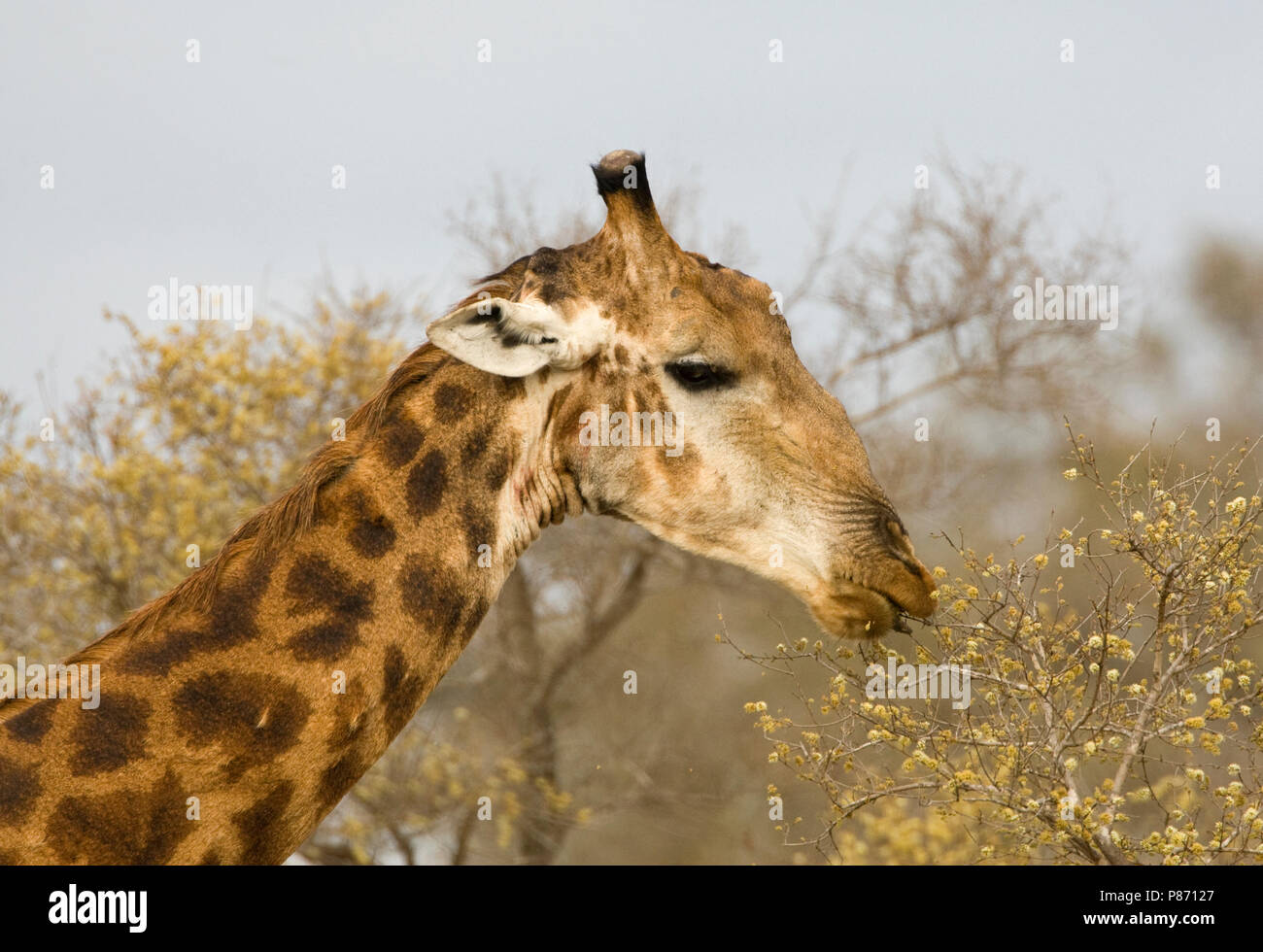Foeragerende Giraffe; Foraging Southern Giraffe Stock Photo