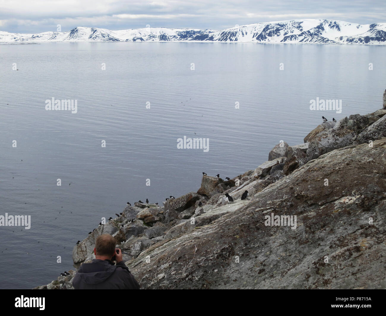 Kleine Alken fotograferen op Spitsbergen; Photographing Little Auk's at Svalbard Stock Photo