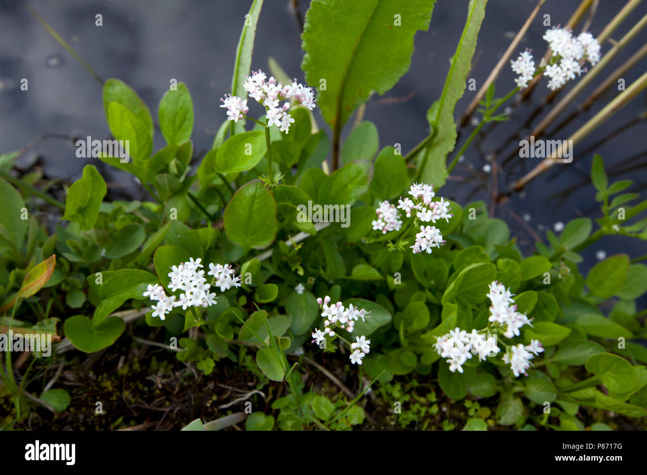 Bloeiende Kleine valeriaan Nederland, Flowering Marsh Valerian Netherlands Stock Photo