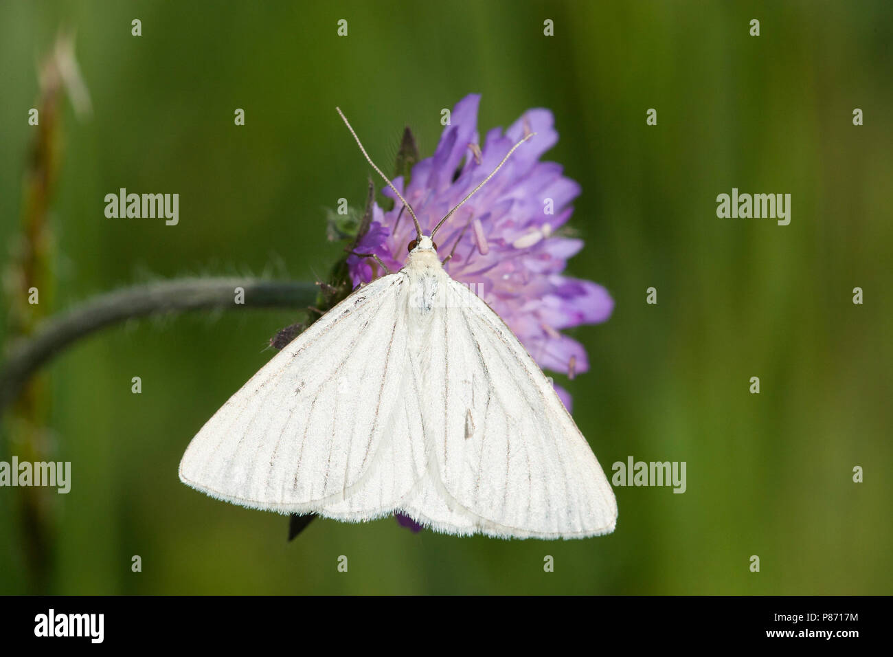 Vals witje, Black-veined Moth Stock Photo