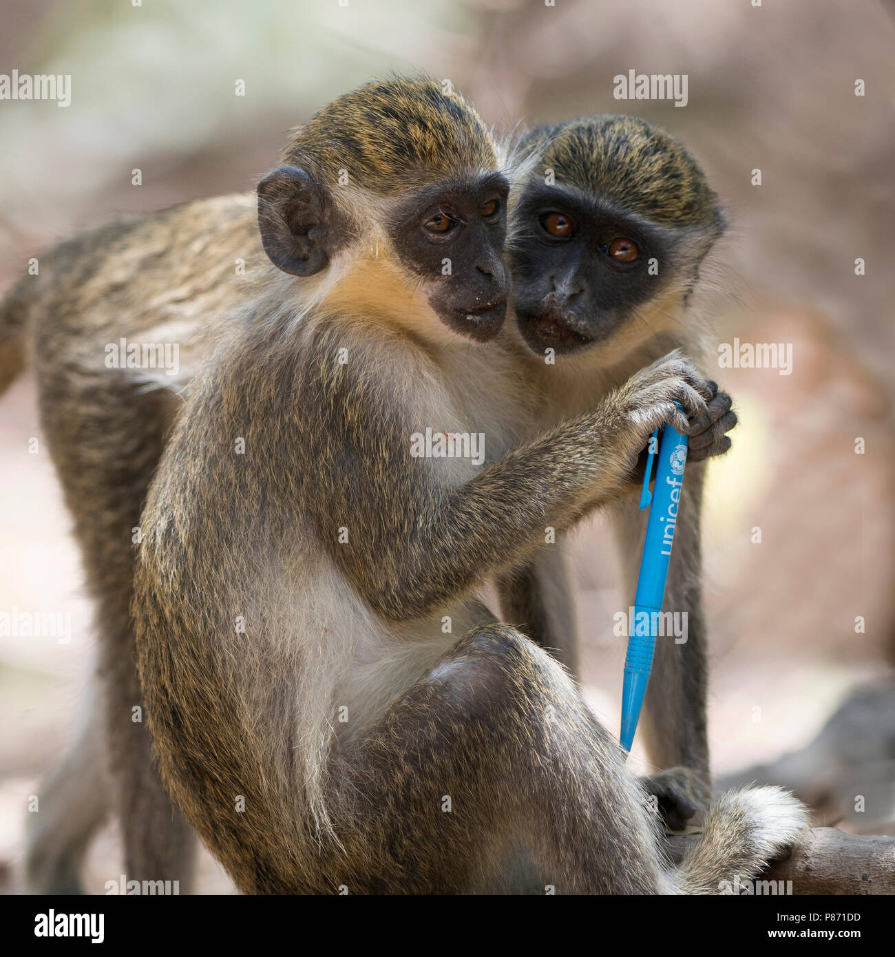 groene meerkat;  South African Vervet Monkey Stock Photo