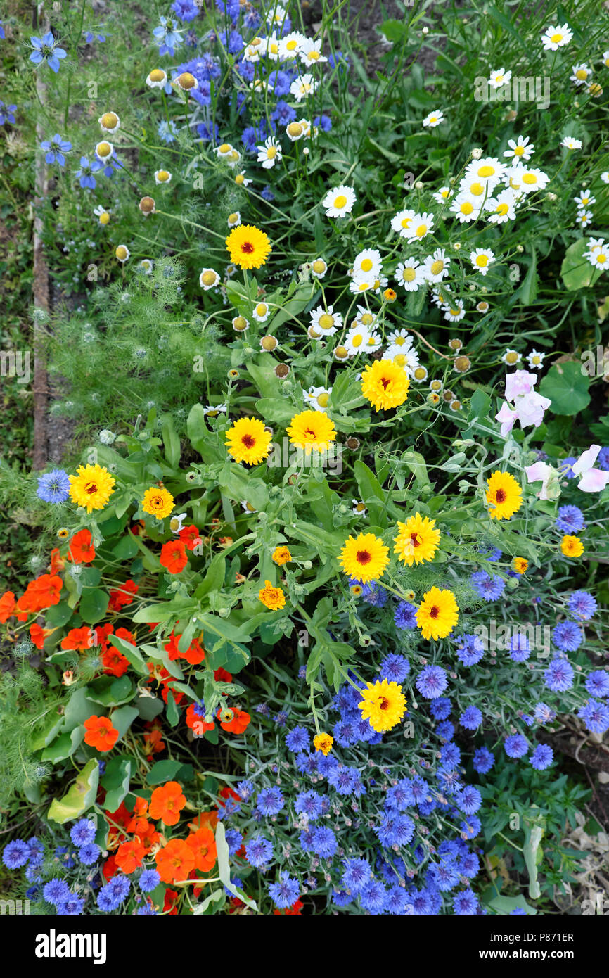 Herbaceous border with blue cornflower, red orange nasturtiums, yellow calendula and white daisies in a garden in West Wales UK  KATHY DEWITT Stock Photo