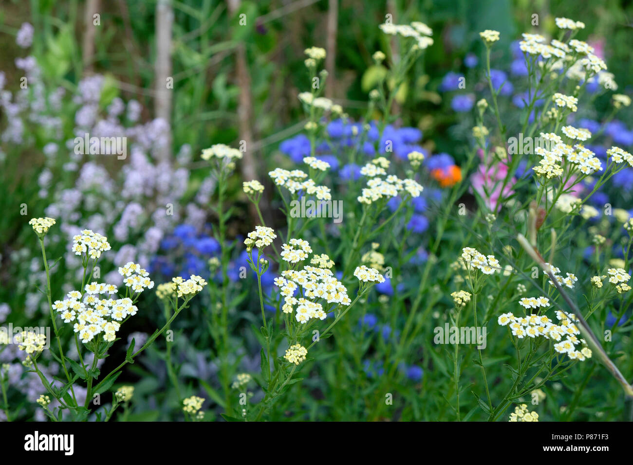 English mace edible herb Achillea ageratum growing with cornflowers and