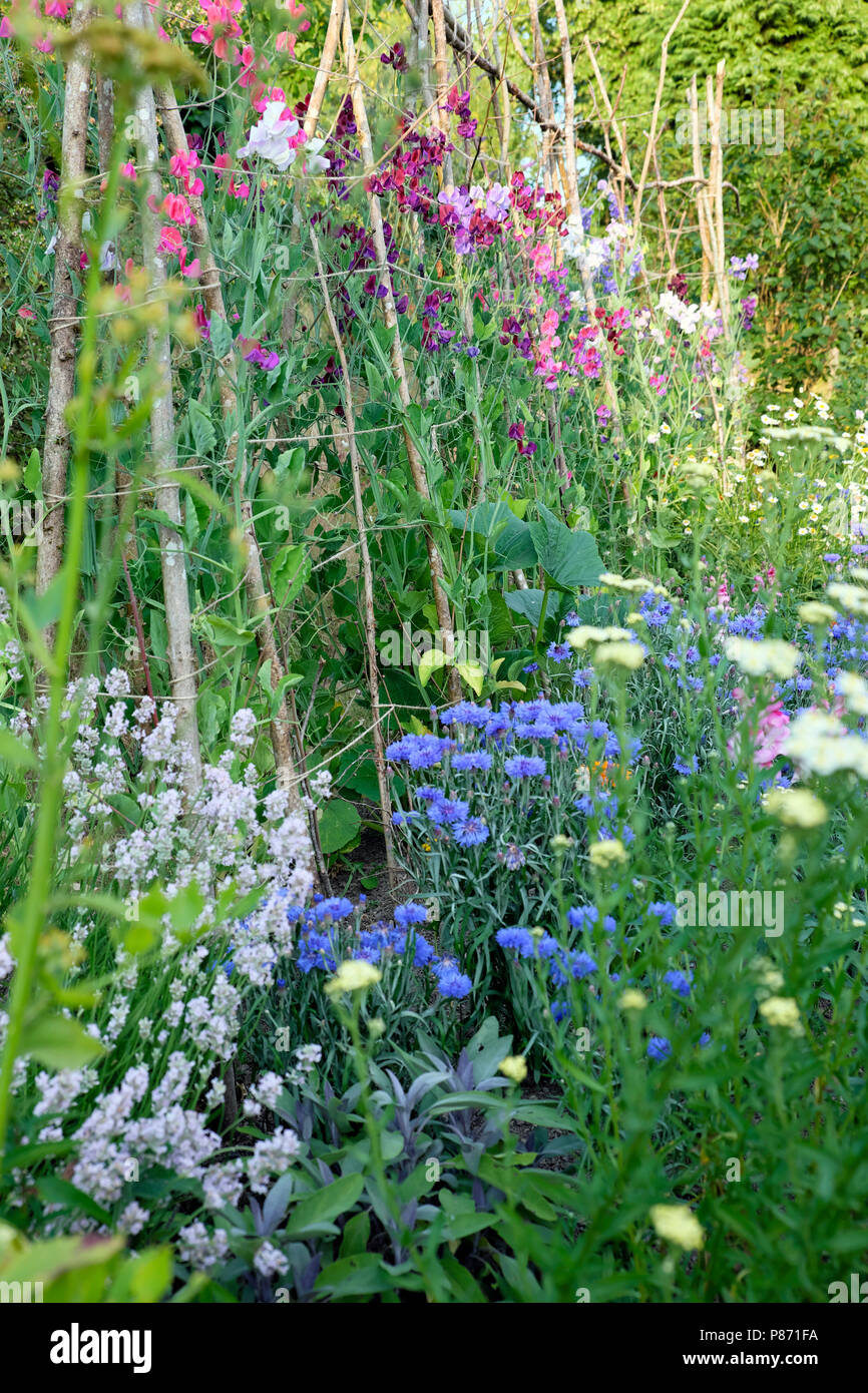 Sweetpeas growing up sweet pea stick support with herbaceous border of mace flowers, blue cornflower and lavender in garden in Wales UK  KATHY DEWITT Stock Photo