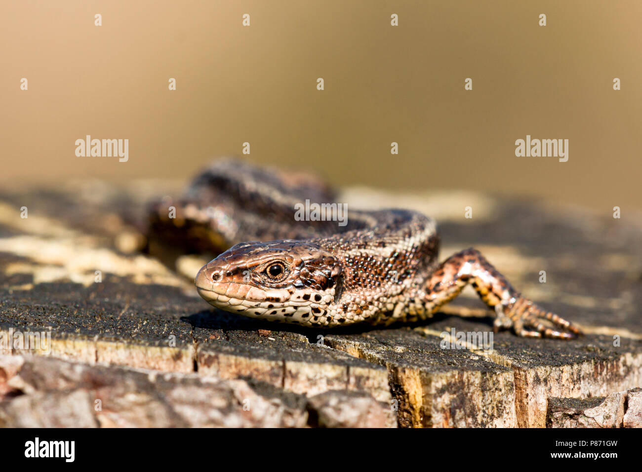 Levendbarende Hagedis; Viviparous Lizard Stock Photo