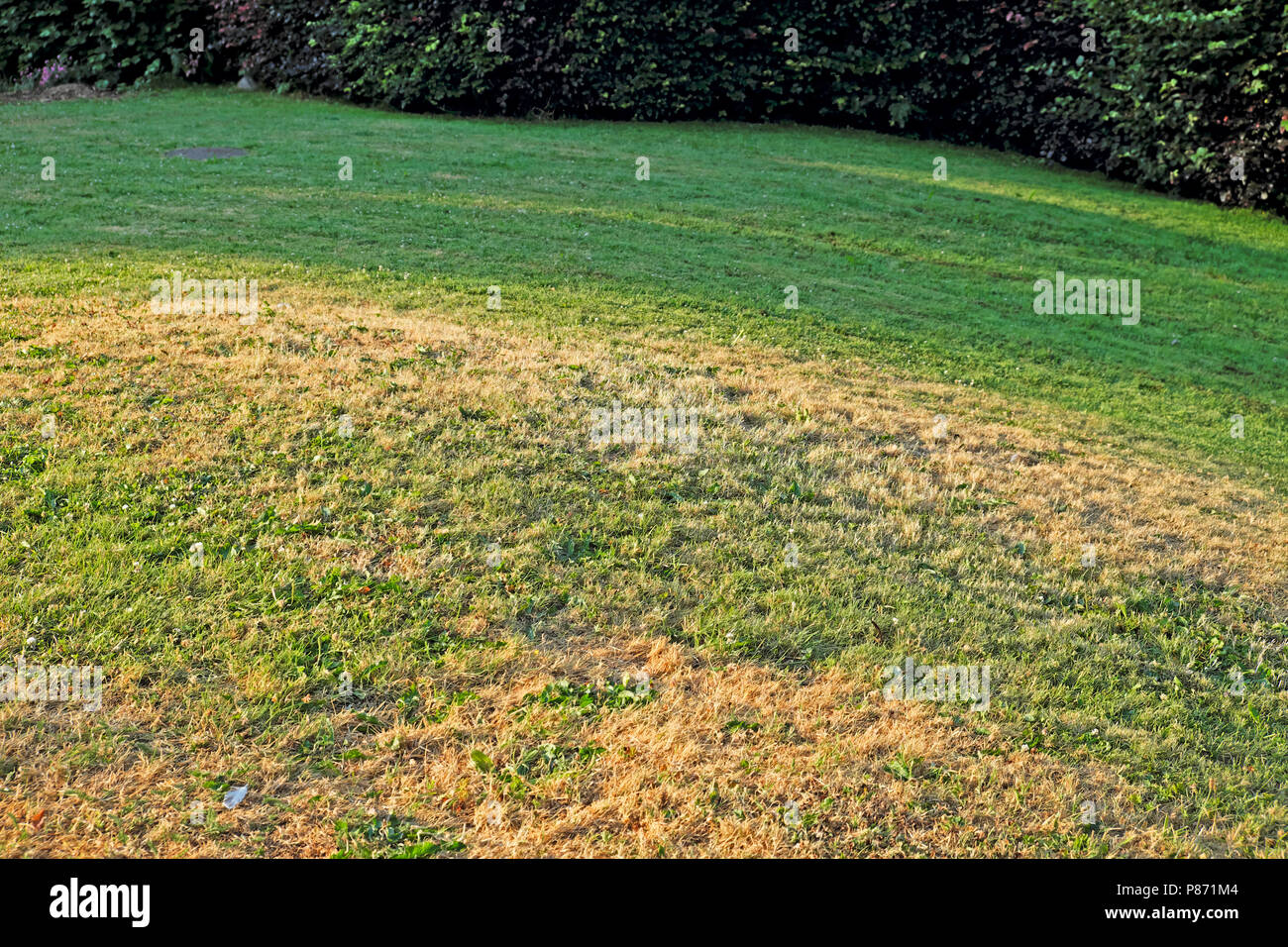Parched lawn during 2018 summer heatwave in Carmarthenshire Wales UK  KATHY DEWITT Stock Photo