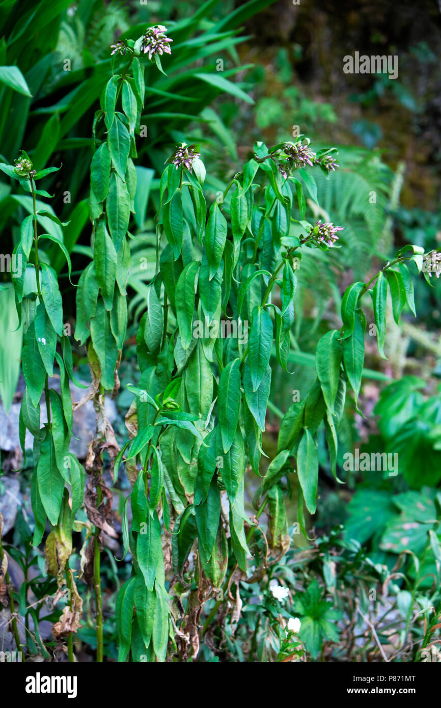 Wilting plant in heat hires stock photography and images Alamy