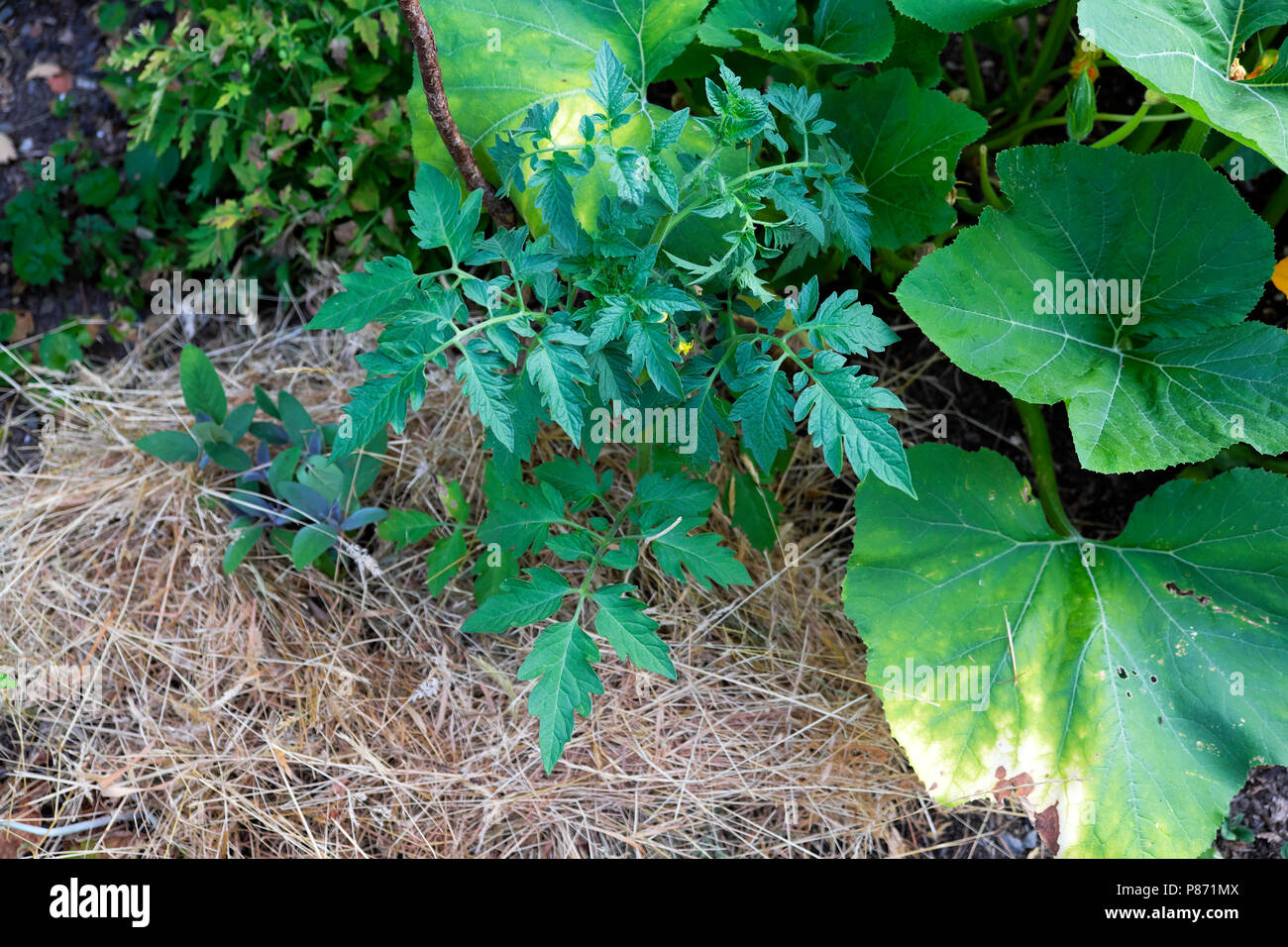 Mulching on tomato plant in the garden to retain water and stop wilting in the heatwave of summer July 2018 in West Wales UK   KATHY DEWITT Stock Photo