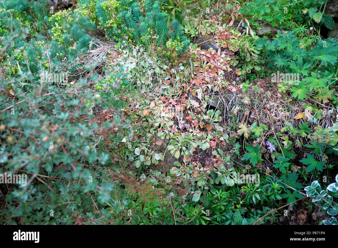 Plants suffering wilting in a rockery garden from lack of rain water in