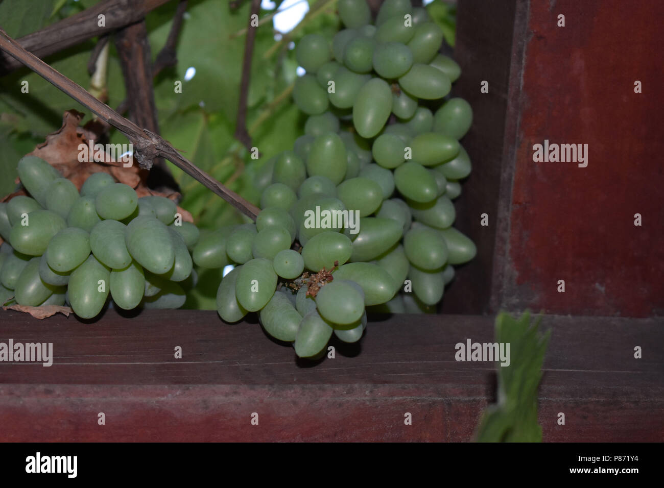 Growing Green Grapes on Pergola Stock Photo Alamy