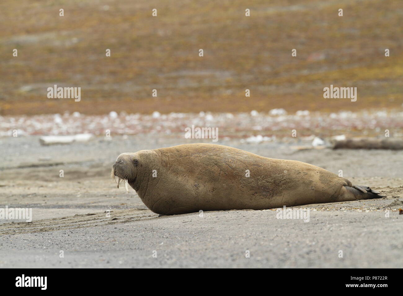 Walrus; Walruss Stock Photo
